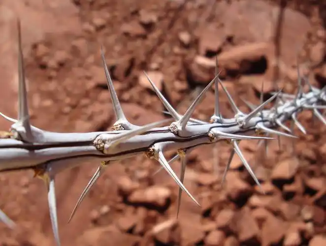 thorns,thorny,sharp,nature,desert,sedona,spike