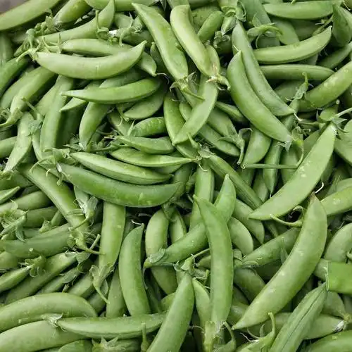 甜豆豌豆现摘新鲜带壳豌豆荚5斤荷兰豆剥壳新鲜豆类
