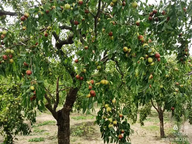 黄骅冬枣脆又甜 今秋又是丰收年