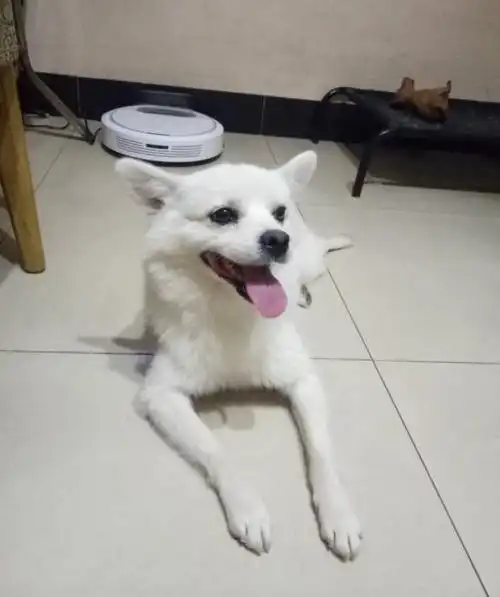 长得像狐狸的狗是什么狗狗?