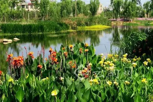 云南土著水生植物仅剩22种专家呼吁湿地建设忌赶时髦