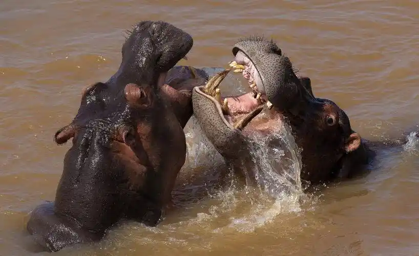 河马的秘密-也许可以帮助我们重新看待世界_动物_人类_生命