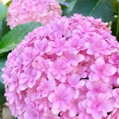 蝴蝶加绣球花怎么养3