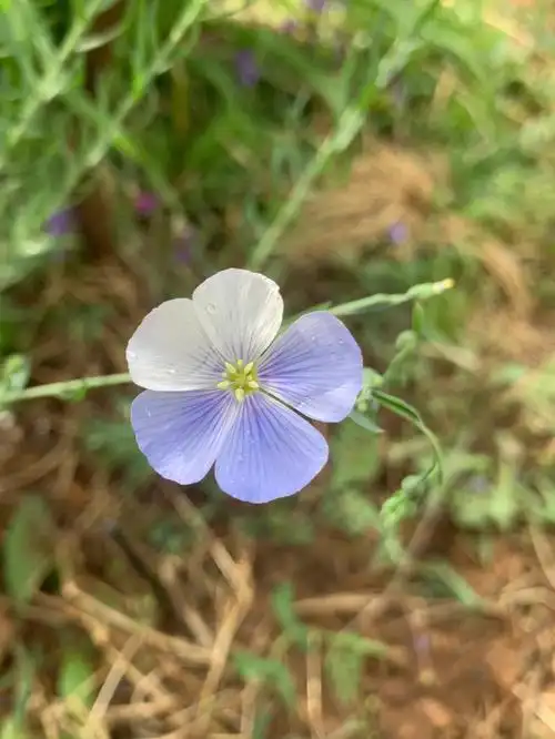 春日的花园蓝花亚麻飘逸轻盈的美