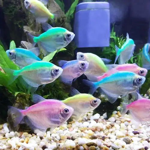 七彩神仙鱼野彩鱼苗观赏鱼耐活冷水七彩神仙新手养鱼鱼