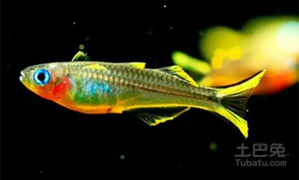 霓虹燕子繁殖怎么区分霓虹燕子的雌雄