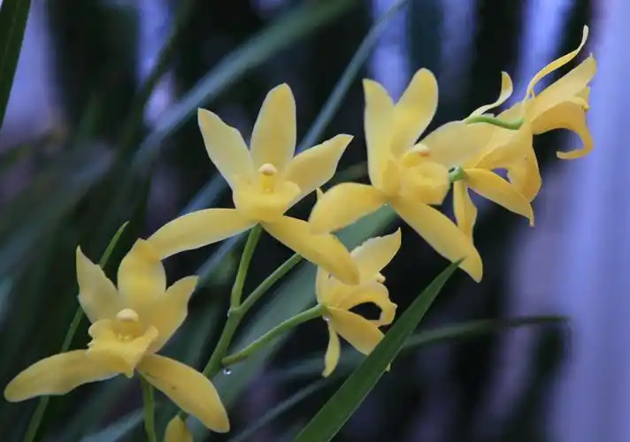 大寒二候的花是兰花,清雅隽永,是君子之花;贵气非凡,为王者之香;卓然
