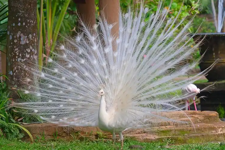 白化孔雀完全开启的尾巴
