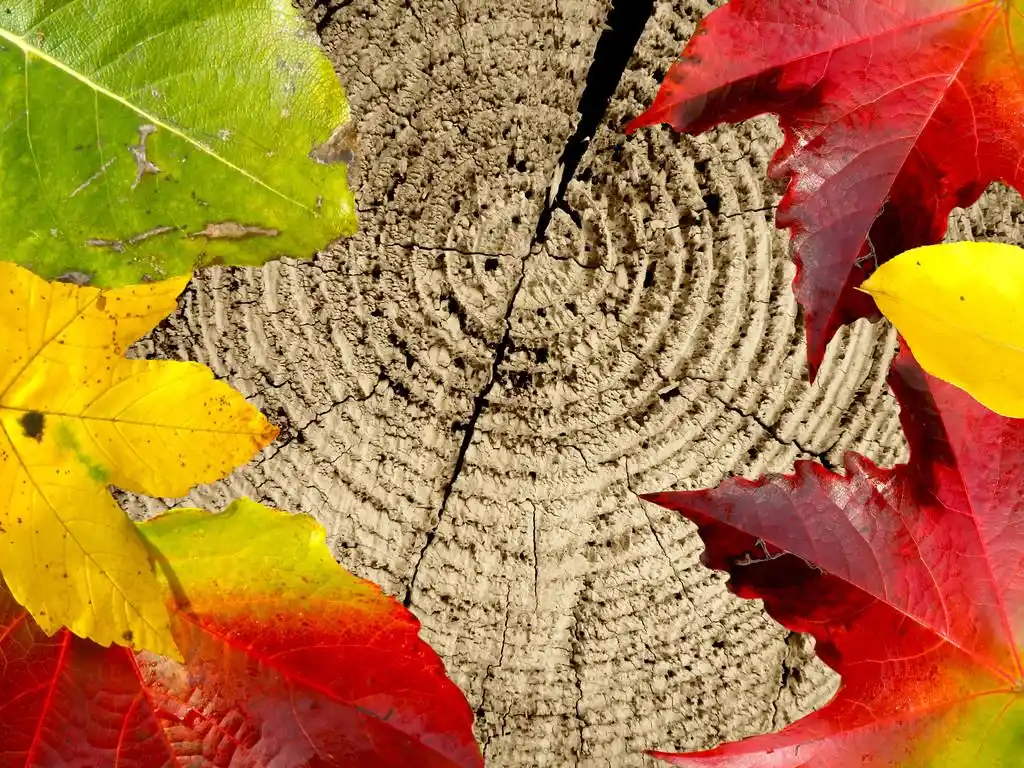 特写细节用木叶子,特写宏详细的木头和干树叶.