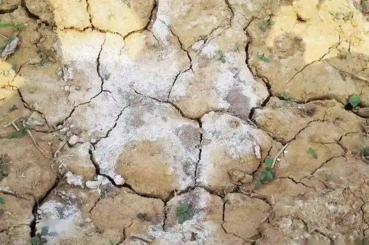 土壤酸化盐渍化对耕地作物的危害及解决方法_问题_严重_酸性
