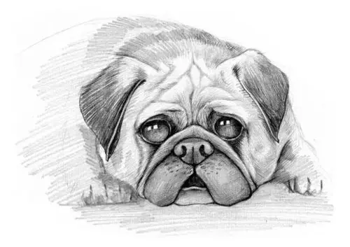 一组素描狗狗图片欣赏-露西学画画