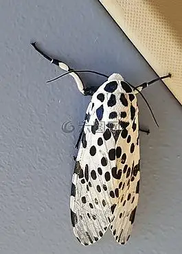 豹蛾,甲虫,昆虫,昆虫