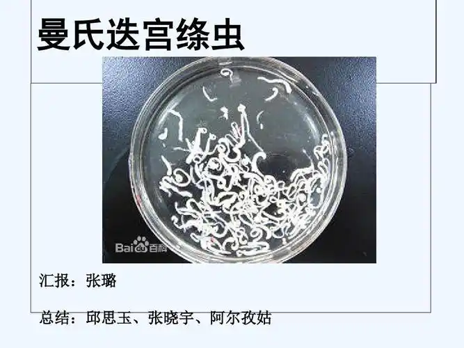 曼氏迭宫绦虫 ppt