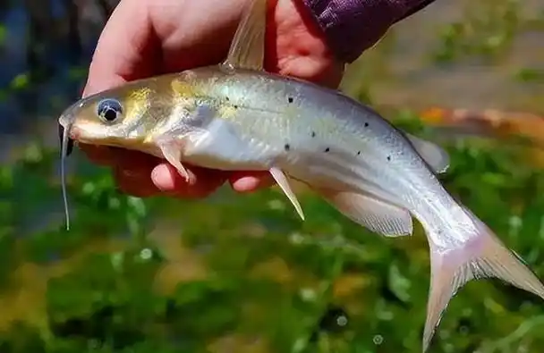 斑点叉尾鮰的池塘养殖技术有哪些?