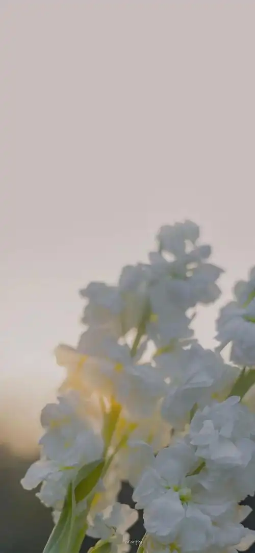 壁纸 | 2021手机壁纸安排一组