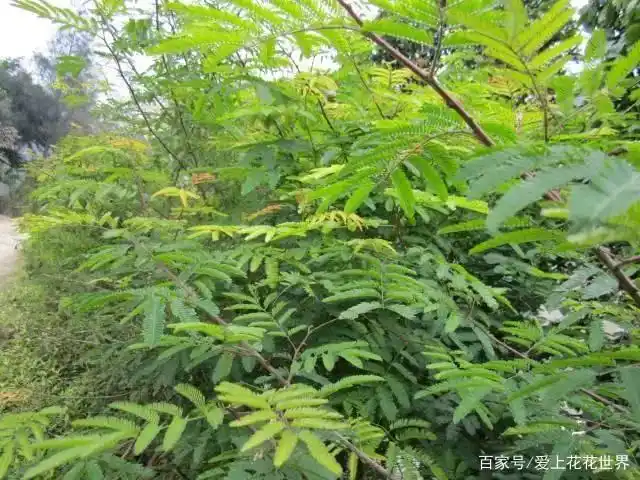 这种植物浑身带刺,农村常用来做篱笆,被称为"绿篱之王"