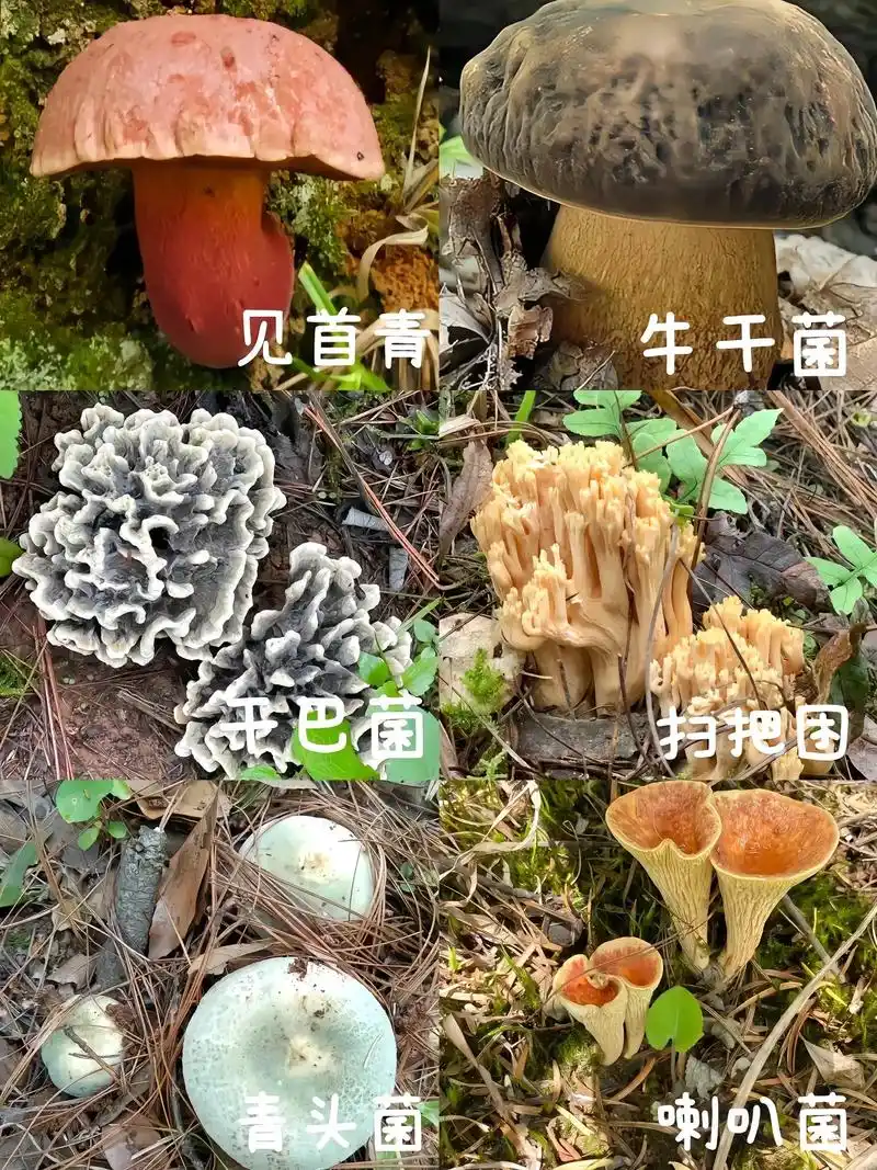 云南野生菌  这些野生菌你都认识吗?云南野生菌 大自然的味 - 兑趑