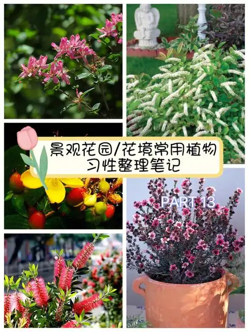 金山绣线菊,花叶香桃木,彩叶妃柳93这期植物是:红果金丝桃,澳洲茶