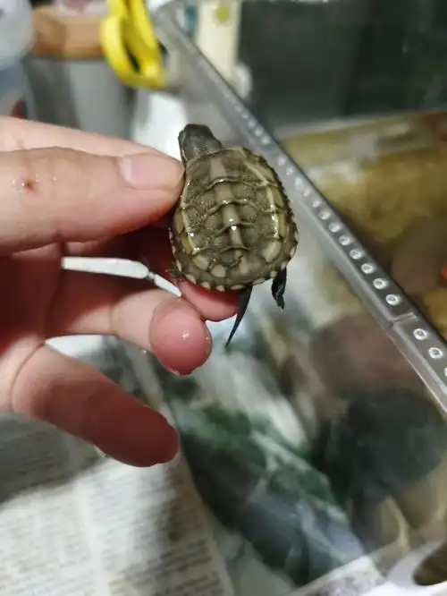 99买了5个随机草龟苗有4个错甲