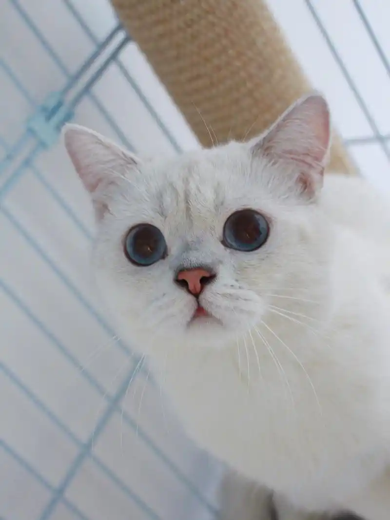 银渐层重点色 重点色的猫一定是蓝眼,银点也是英短里较贵的一种