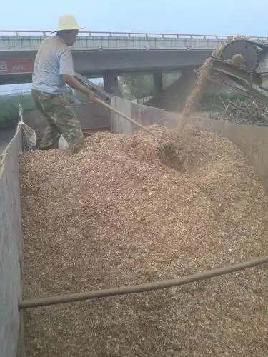 香菇种植用苹果木木屑(果木屑)