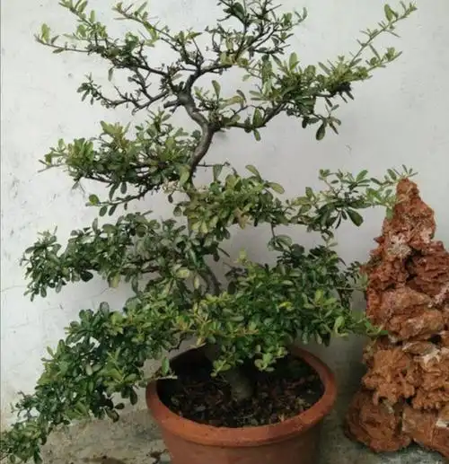 火棘做盆景,上盆养桩很关键,注意小细节,提高成活率