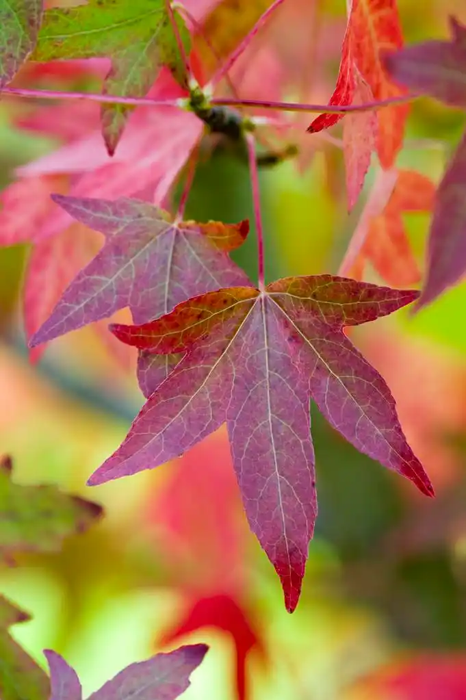 秋季枫香树叶,秋季或秋天的叶子和枫香或枫香树的树叶