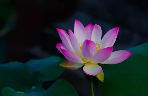 夏日荷花别样情