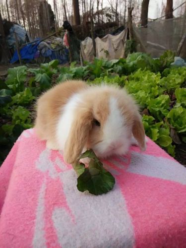 黄白垂耳道奇兔 超萌聪明的兔宝宝 品种优良 疫苗已打呢!