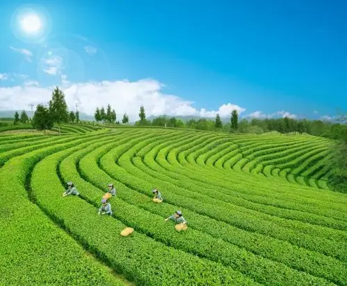 旺苍化龙亭子有机茶园