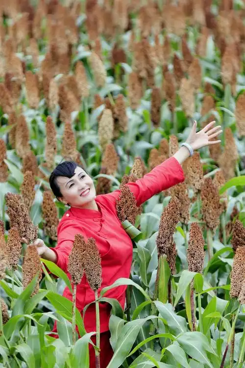 高粱红了,红满天