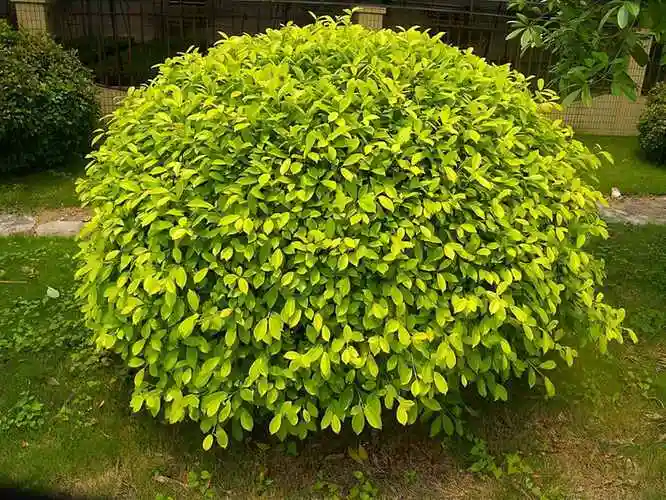 园林造景,最常用哪些植物?(灌木类)