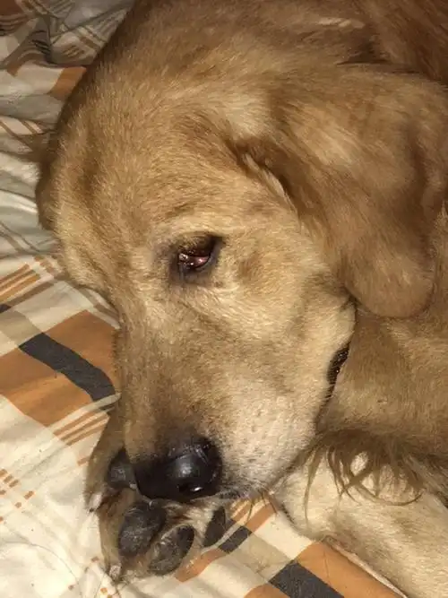 我家狗狗眼睛里面这样是怎么回事?