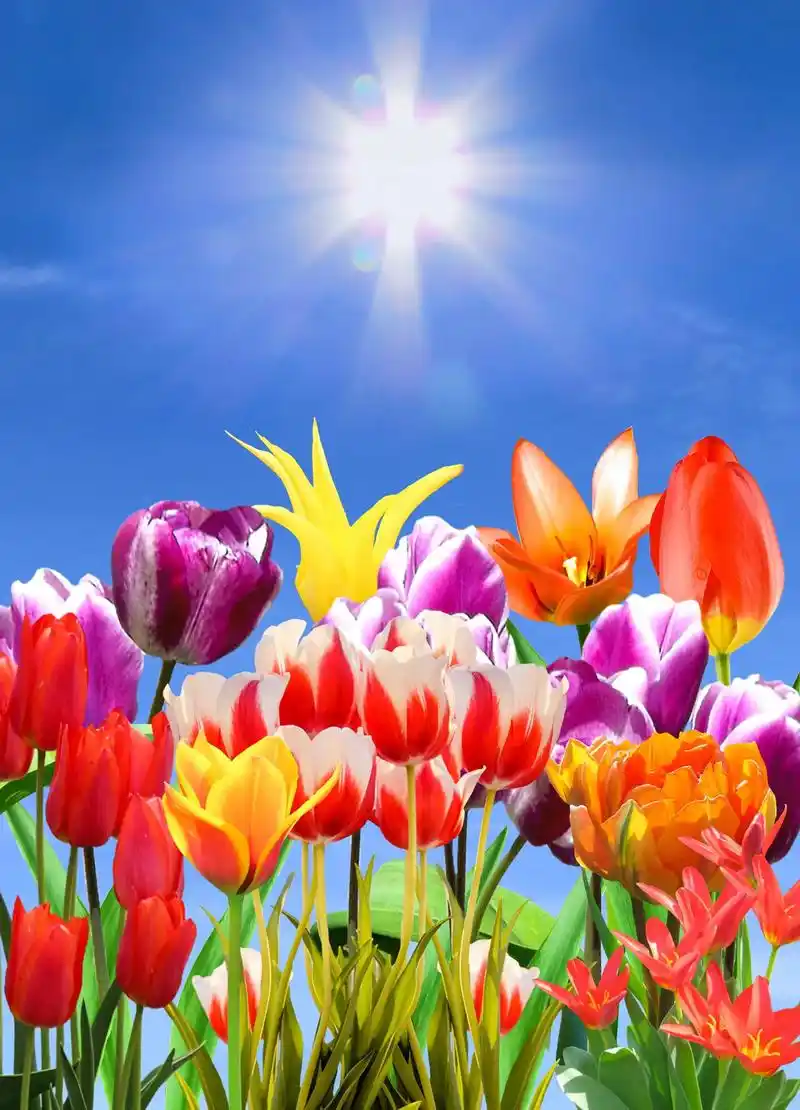 春日最美四月天  ,高雅浪漫郁金香  98阳春三月,在安徽省 - 抖音