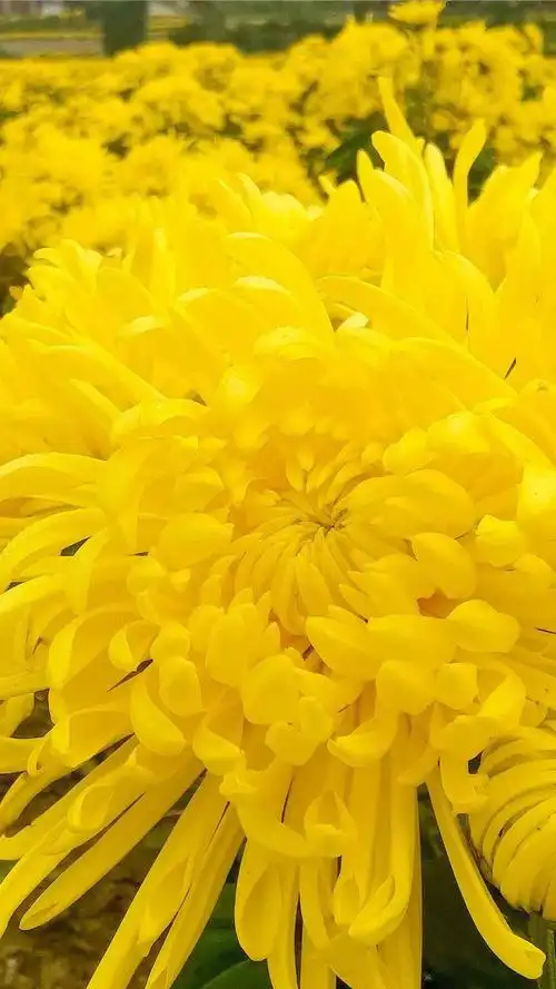 播州这个地方的金丝皇菊开成了海太美了