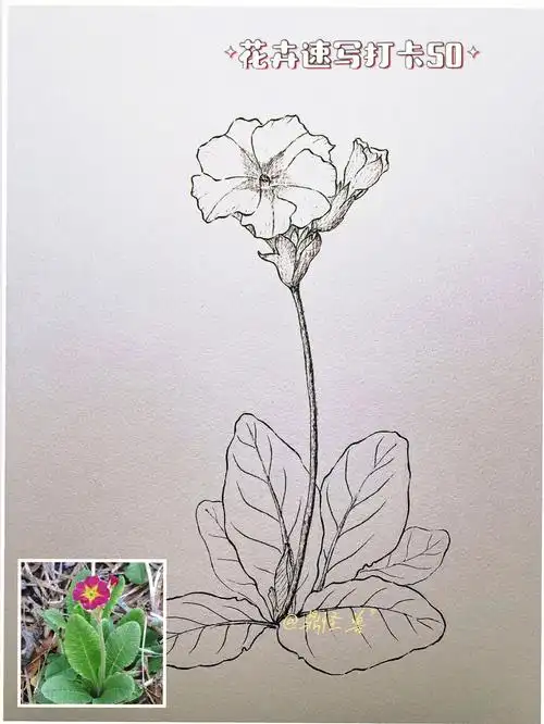 小花卉速写打卡50100报春花