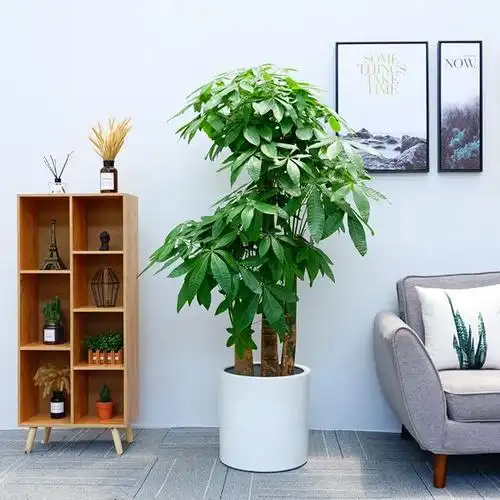 办公桌发财树的摆放禁忌摆在财位上