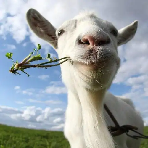 来自此间的山羊-微博视频-最新最快短视频-搞笑短视频-美女短视频