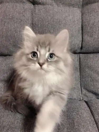 小可爱英短高地 猫 长毛 妹妹2个月了