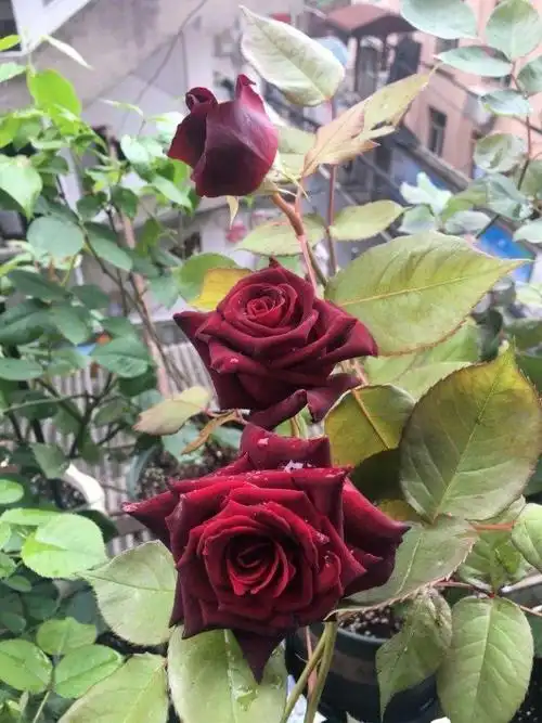 路易十四玫瑰苗四季开花老桩大花黑玫瑰花苗花卉阳台盆栽易活耐寒