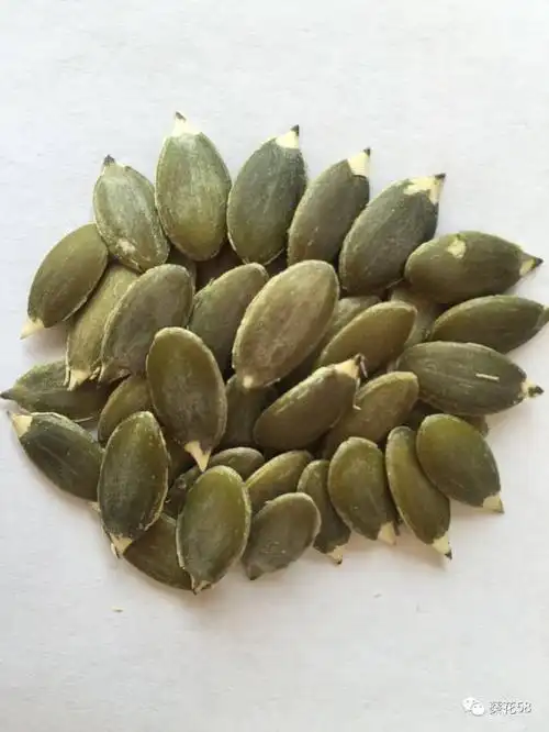 最新葫芦籽价格!