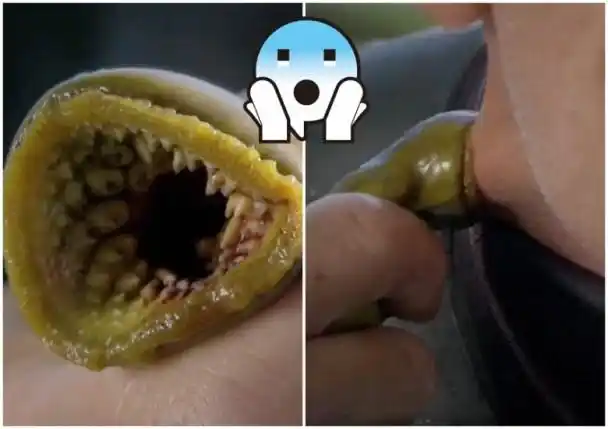 "僵尸鱼"回归随时袭人