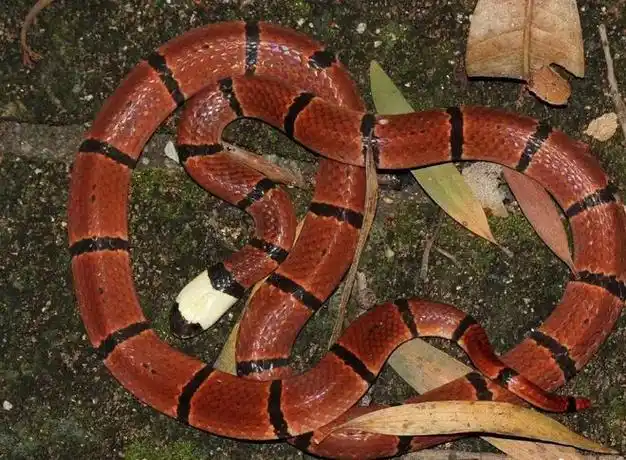 广西华珊瑚蛇:2020年首次被发现,不仅属于剧毒蛇,还是吃蛇高手|蛇类