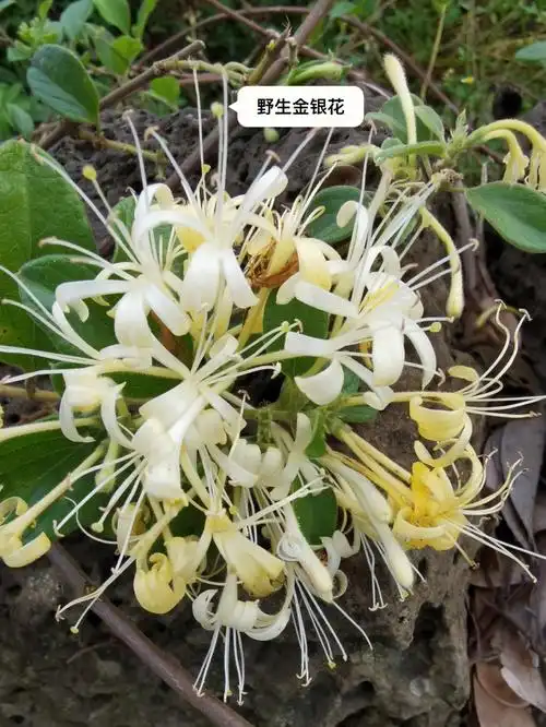 金银花茶的名气比不上菊花茶呀,竟然好多人都不知道它的功效那么好