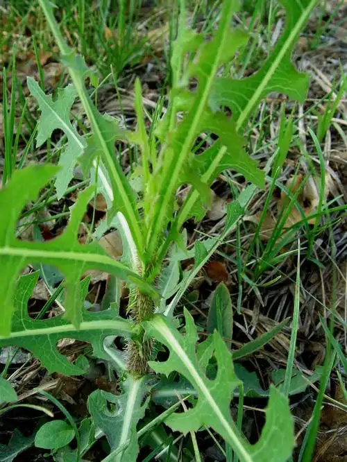 也有叫野苦麻菜的. 苦菜.叫法很多. 野莴苣是学名. 请采纳.