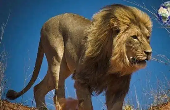 世界十大已灭绝的动物渡渡鸟疑是被人类残忍杀光