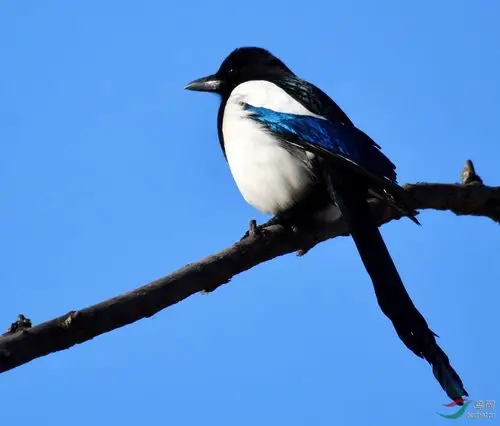 喜鹊