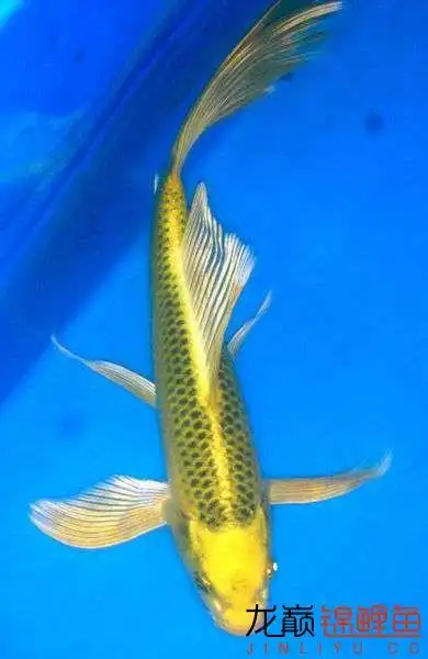 龙凤锦鲤养几条好 - 锦鲤学堂 - 龙巅锦鲤鱼