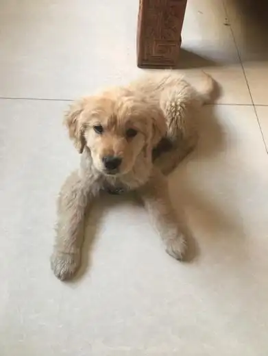 这只狗狗是金毛杂交的吗