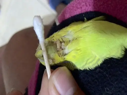 鹦鹉癣比较严重,嘴巴低下的那一块是什么